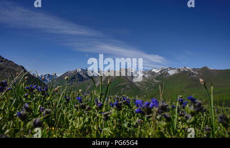 Felder mit Wildblumen auf dem alpinen Keskenkija Trek, Jyrgalan, Kirgisistan Stockfoto