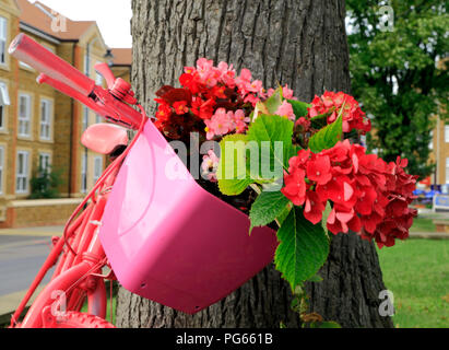 Hunstanton in voller Blüte, ungewöhnliche Pflanze Container, rosa lackiert Fahrrad, rot, rosa Hortensien, Blumen Stockfoto