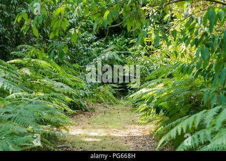 Aquillinum, Adlerfarn Pteridium im Waldland in Hampshire, Großbritannien Stockfoto