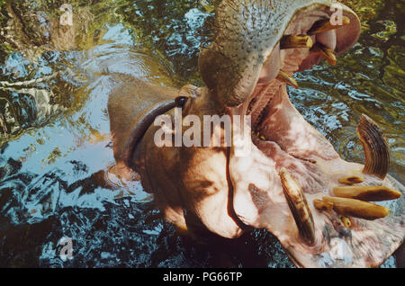 Closeup Portrait einer Hippo / nilpferd mit Mund weit geöffnet Stockfoto