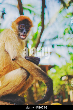 Nahaufnahme Porträt einer Nicaraguanischen spider Monkey saßen und in die Kamera, Schuß auf den Islas del Maiz aka Mais Inseln Stockfoto