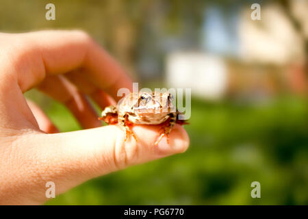 Leben in Harmonie mit der Natur - Der kleine Frosch in der Hand Stockfoto