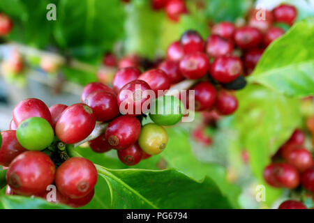 Geschlossen bis eine Menge von leuchtendem rot reifen Kaffeekirschen auf den Kaffee Baum in die Plantage des nördlichen Thailand Stockfoto