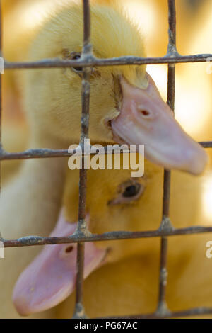 Zwei süße Entenküken sitzen in einem Käfig Stockfoto