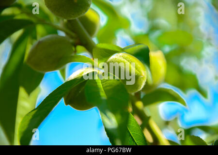 Eine grüne unreife Aprikose wächst an einem Baum vor einem blauen Himmel und grünen Blättern. Stockfoto