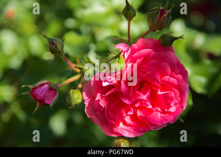 Red rose Close-up vor dem hintergrund der grünen Blätter und einen verschwommenen Hintergrund. Konzept der geringen Tiefenschärfe. In die Kategorie der kreativen Ba Stockfoto