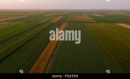 Serbien, Vojvodina, Luftaufnahme von Mais, Weizen und Sojabohnen Felder im Spätsommer am Nachmittag Stockfoto