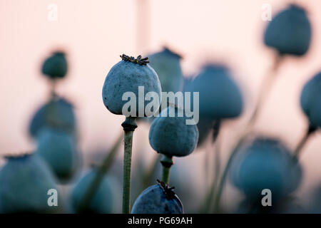 Mohn Pflanzen, Papaver somniferum, Samen, die in der nächtlichen Beleuchtung Stockfoto