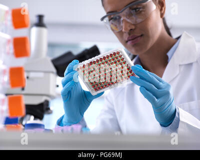 Wissenschaftlerin Vorbereitung einer Multi gut Fach mit Blutproben für die klinische Prüfung im Labor Stockfoto