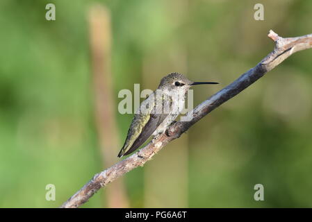 Frau Anna's Kolibri. Anna's Kolibri, einem mittelgroßen Hummingbird native an der Westküste von Nordamerika Stockfoto