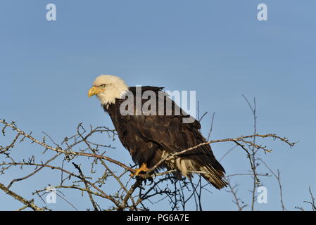 Ein Weißkopfseeadler. Der Weißkopfseeadler ist ein Raubvogel in Nordamerika gefunden Stockfoto