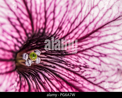 Makroaufnahme der rosa Petunia Stockfoto