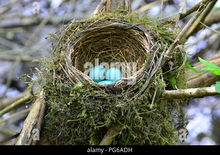 Robins Nest mit Eiern Stockfoto