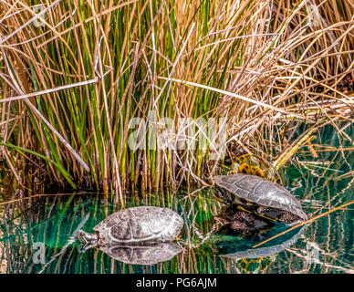 Drei Schildkröten auf Felsen in einem Teich Stockfoto