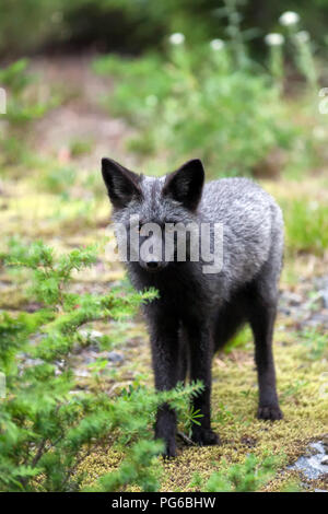 Schwarz und Silber Fox mit orangefarbenen Augen stehen in Wald und starren Stockfoto