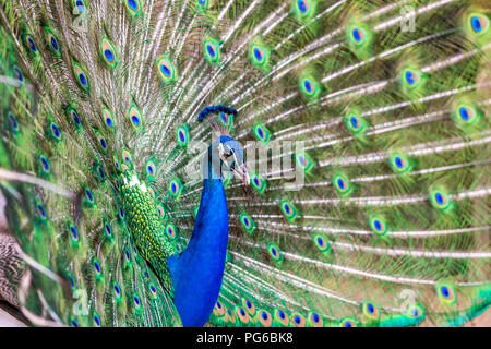 Nahaufnahme von einem Pfau Stockfoto