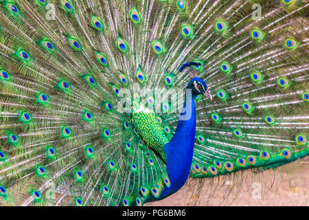 Nahaufnahme von einem Pfau Stockfoto