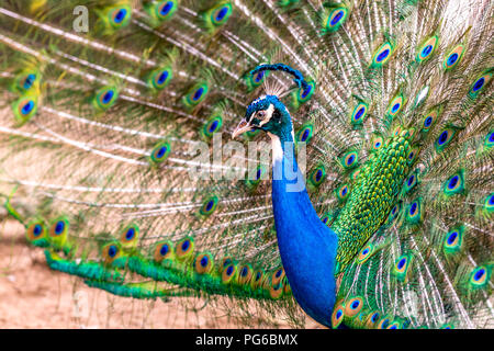 Nahaufnahme von einem Pfau Stockfoto