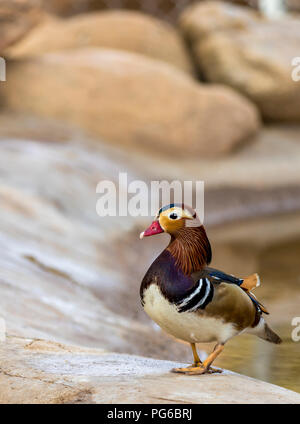 Nahaufnahme eines Mandarin Ente Stockfoto