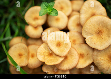 Honig (Armillaria Mellea) Pilz wachsen in Hyattsville, Maryland. Stockfoto