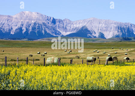 Ansicht der Kanadischen Rockies und gelbe Rapsfeld in Blüte auf der Cowboy Trail in der Nähe von Lundbreck, Alberta, Kanada. Stockfoto