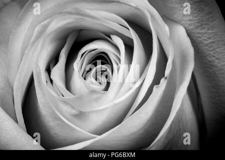 Schwarz & Weiß Makroaufnahme einer Rose Stockfoto