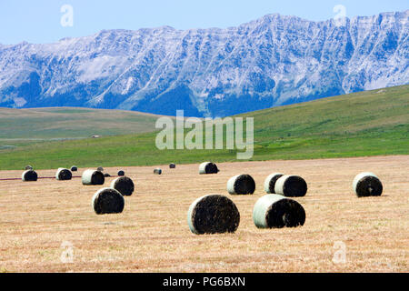 Ballen Heu in einem Feld mit der Kanadischen Rockies im Hintergrund in der Nähe von Lundbreck, Alberta, Kanada. Stockfoto