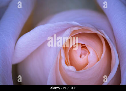 Makroaufnahme eines peach Rose Stockfoto