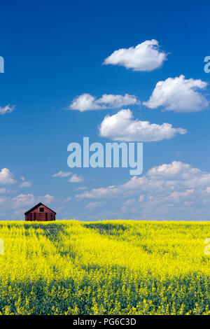 Eine rote Scheune in einem gelben Feild von Raps in voller Blüte mit blauem Himmel und flauschige Wolken in den kanadischen Prärien in Alberta, Kanada. Stockfoto