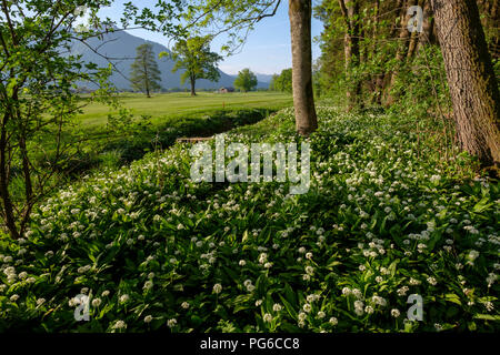 Deutschland, Bayern, Oberbayern, Chiemgau, in der Nähe von Grassau, Kendlmuehlfilzen, hill Moor, Naturschutzgebiet, Renaturierten Bereich, blühende Bärlauch Stockfoto