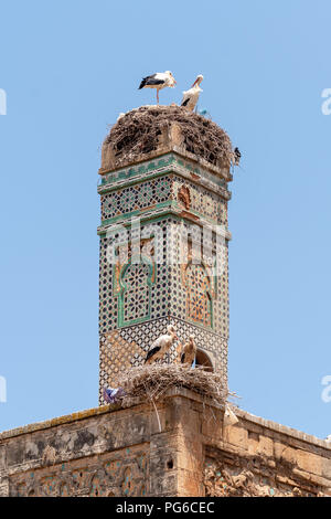 Zwei weiße Storchennester auf der Oberseite der Minarett einer stillgelegten Moschee in Chellah, Rabat, Marokko Stockfoto