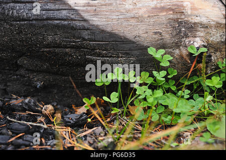 Grüne oxalis auf dem Hintergrund der im Feuer Baumstamm verbrannt. Stockfoto