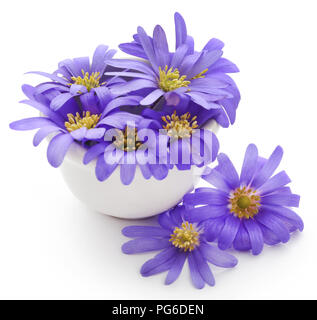 Anemone blanda Blue Shades oder Grecian Windflowers über Weiß Stockfoto