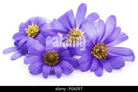 Anemone blanda Blue Shades oder Grecian Windflowers über Weiß Stockfoto