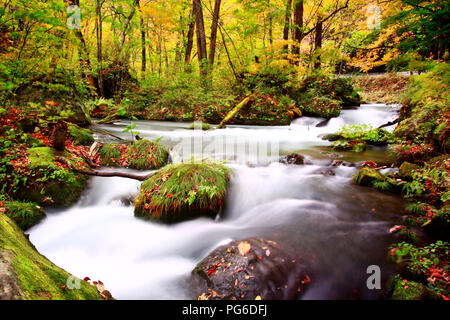 Wasser Strom fließt durch den bunten Herbst Wald mit Laub auf Oirase Wanderweg in Towada Hachimantai Nationalpark, Aomori, Japan Stockfoto