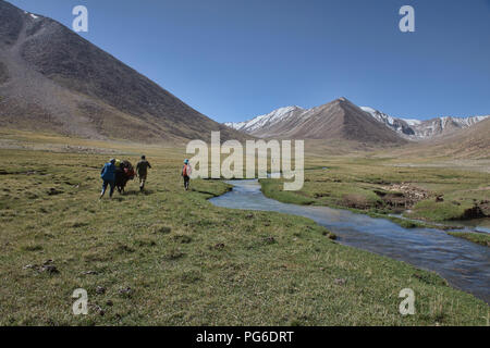 Yak Trekking zum See Zorkul, Tadschikistan Stockfoto