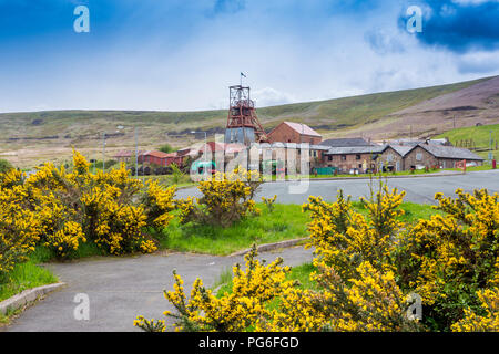 Lebendige Ginster Büsche vor Big Pit - ein ehemaliges Bergwerk heute ein UNESCO-Welterbe in Blaenavon, Gwent, Wales, Großbritannien Stockfoto