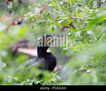 Kormoran Vogel in der Nähe Profil ansehen Anzeige schwarze Federn, Flügeln, Kopf, Augen, Schnabel und aalen sich in der Sonne mit bokeh Laub Hintergrund. Stockfoto