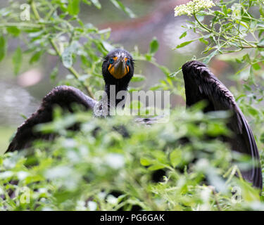 Kormoran Vogel in der Nähe Profil ansehen Anzeige schwarze Federn, Flügeln, Kopf, Augen, Schnabel und aalen sich in der Sonne mit bokeh Laub Hintergrund. Stockfoto