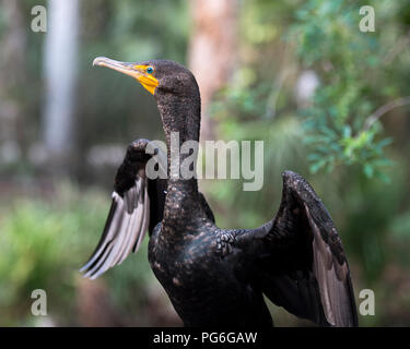 Kormoran Vogel in der Nähe Profil ansehen Anzeige schwarze Federn, Flügeln, Kopf, Augen, Schnabel und aalen sich in der Sonne mit bokeh Laub Hintergrund. Stockfoto