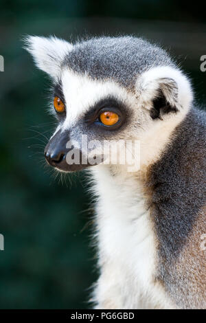 Lemur Kata, Zoologická zahrada, Troja, Praha, Česká republika/Lemur catta, Zoologischer Garten, Troja, Prag, Tschechische Republik Stockfoto