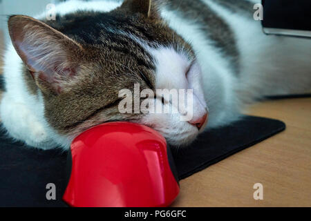 Weiße Katze mit braunen und schwarzen Streifen friedlich schlafend auf der glänzenden rot Computer Maus close-up lustiges Tier portrait Stockfoto
