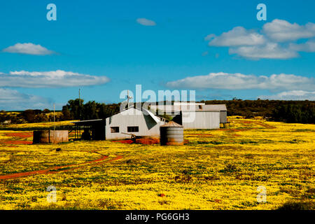 Gelbe Wildblumen im Mittleren Westen - Western Australia Stockfoto