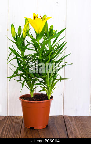 Anbau von Lilien in Containern. Studio Foto Stockfoto