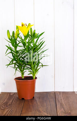 Anbau von Lilien in Containern. Studio Foto Stockfoto