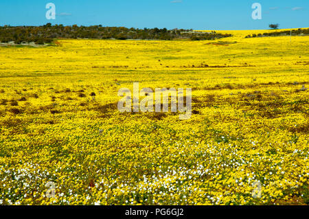 Gelbe Wildblumen im Mittleren Westen - Western Australia Stockfoto