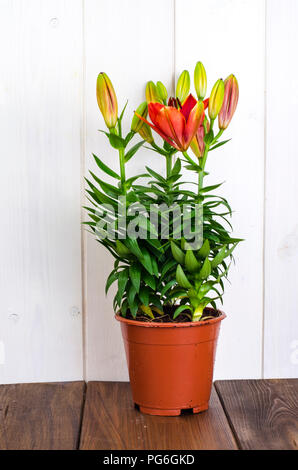 Anbau von Lilien in Containern. Studio Foto Stockfoto