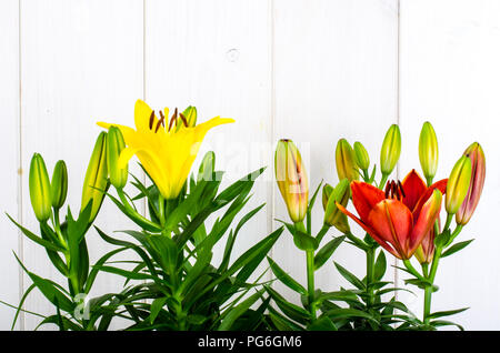 Anbau von Lilien in Containern. Studio Foto Stockfoto