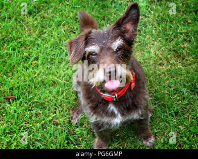 Eine kleine jackadoodle Hälfte Jack Russell, halb Pudel Hund mit einem Ohr und einem Ohr nach unten Stockfoto