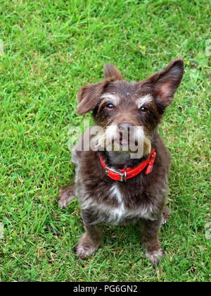 Eine kleine jackadoodle Hälfte Jack Russell, halb Pudel Hund mit einem Ohr und einem Ohr nach unten Stockfoto